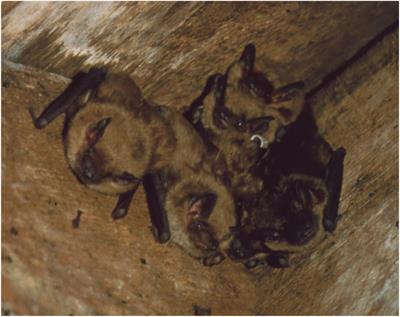 Social Communication in Big Brown Bats